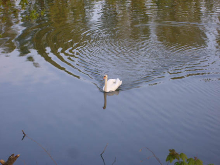05 20100522 Sorpesee Sundern (5)